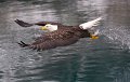 39 - Bald eagle fish - KWAN PHILLIP - canada
